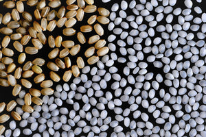 玉乃光の酒づくり「酒米のはなし」(3)